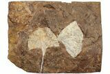 Two Fossil Ginkgo Leaves From North Dakota - Paleocene #234586-3